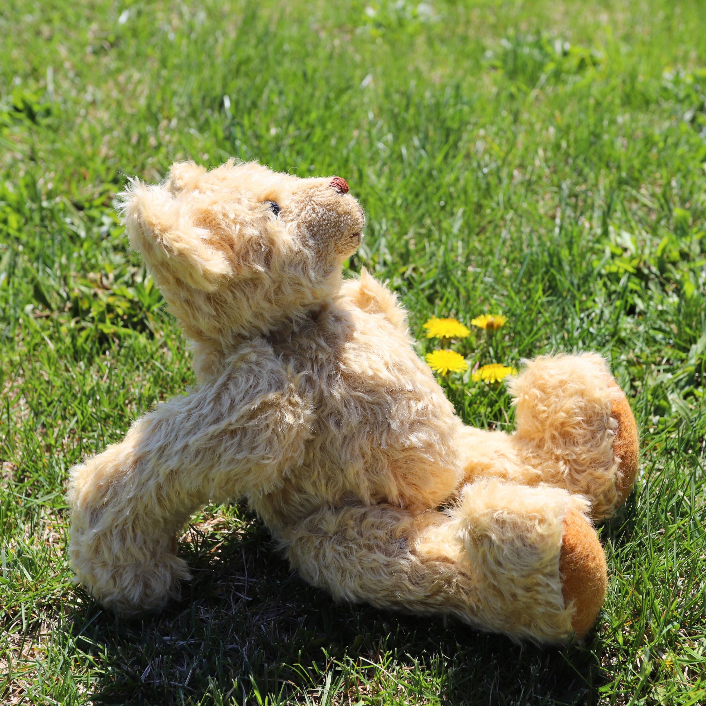 The Quiet Life Farm Teddy Mini Course